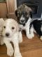 Goldendoodle Puppies for sale in Ephrata, PA 17522, USA. price: NA