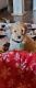 Goldendoodle Puppies for sale in Middleton, TN 38052, USA. price: NA