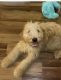 Goldendoodle Puppies for sale in Detroit, MI, USA. price: $1,000