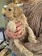 Goldendoodle Puppies for sale in Bolivar, TN 38008, USA. price: NA