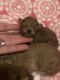 Goldendoodle Puppies for sale in Wellsboro, PA 16901, USA. price: NA