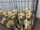 Goldendoodle Puppies for sale in St. George, UT, USA. price: $1,200