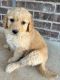 Goldendoodle Puppies for sale in Midland, TX, USA. price: NA