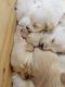 Goldendoodle Puppies for sale in Indianapolis, IN, USA. price: $2,000