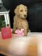 Goldendoodle Puppies for sale in Cookeville, TN, USA. price: NA