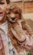 Goldendoodle Puppies for sale in McKinney, TX, USA. price: NA