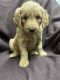 Goldendoodle Puppies for sale in Ligonier, IN 46767, USA. price: $600