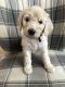 Goldendoodle Puppies for sale in Muskego, WI 53150, USA. price: $800