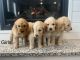 Goldendoodle Puppies for sale in Garland, UT 84312, USA. price: $500