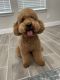 Goldendoodle Puppies for sale in Austin, TX, USA. price: $4,000