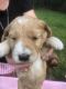 Goldendoodle Puppies for sale in Williston, FL 32696, USA. price: NA