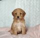 Goldendoodle Puppies for sale in Colby, WI 54421, USA. price: $1,500