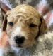 Goldendoodle Puppies for sale in Hollister, CA 95023, USA. price: $2,200