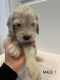 Goldendoodle Puppies for sale in Green Bay, WI, USA. price: $1,300