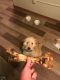 Goldendoodle Puppies for sale in Mequon, WI 53092, USA. price: $2,000