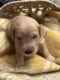 Goldendoodle Puppies for sale in Oxford, AR, USA. price: $1,200
