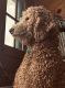 Goldendoodle Puppies for sale in Two Rivers, WI, USA. price: $400