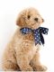 Goldendoodle Puppies for sale in Glenview, IL, USA. price: $1,800