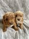 Goldendoodle Puppies for sale in Saratoga Springs, UT, USA. price: $1,800