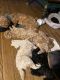 Goldendoodle Puppies for sale in North Manchester, IN 46962, USA. price: NA
