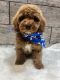 Goldendoodle Puppies for sale in Richmond, IL 60071, USA. price: $1,650
