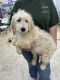 Goldendoodle Puppies for sale in Hico, TX 76457, USA. price: NA