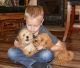 Goldendoodle Puppies for sale in Mt Vernon, IL 62864, USA. price: $800