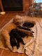 Goldendoodle Puppies for sale in Dixon, IL 61021, USA. price: $2,500