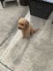 Goldendoodle Puppies for sale in Murphy, TX, USA. price: NA