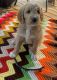 Goldendoodle Puppies for sale in Rising Sun, IN 47040, USA. price: $500