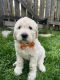 Goldendoodle Puppies for sale in Woodridge, IL, USA. price: $975
