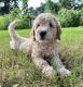 Goldendoodle Puppies for sale in Lakehills, TX, USA. price: NA