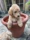 Goldendoodle Puppies for sale in 68 Squire Cummings Trail, Arkadelphia, AR 71923, USA. price: $1,200