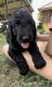 Goldendoodle Puppies for sale in Floresville, TX 78114, USA. price: $800