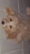 Goldendoodle Puppies for sale in Fort Worth, TX, USA. price: NA