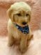 Goldendoodle Puppies for sale in Greenville, TX, USA. price: $800