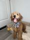 Goldendoodle Puppies for sale in Houston, TX, USA. price: $1,500