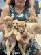 Goldendoodle Puppies for sale in Hillsboro, IN 47949, USA. price: $1,500