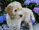 Goldendoodle Puppies for sale in Grand Rapids, MI, USA. price: $1,000