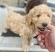 Goldendoodle Puppies for sale in Marshall, IL 62441, USA. price: $1,250
