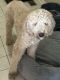 Goldendoodle Puppies for sale in Barrington, IL 60010, USA. price: $1,200