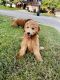 Goldendoodle Puppies for sale in Houston, TX, USA. price: $1,500