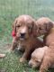 Goldendoodle Puppies for sale in Chesnee, SC 29323, USA. price: $1,200