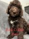 Goldendoodle Puppies for sale in Allen, TX 75013, USA. price: NA