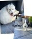 Goldendoodle Puppies for sale in Hollister, CA 95023, USA. price: $1,000