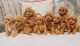 Goldendoodle Puppies for sale in Beaufort, SC, USA. price: $500