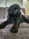 Goldendoodle Puppies for sale in Austin, TX, USA. price: $950