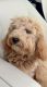 Goldendoodle Puppies for sale in Florence, SC, USA. price: NA