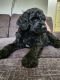 Goldendoodle Puppies for sale in Austin, TX, USA. price: $950