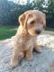 Goldendoodle Puppies for sale in Layton, UT 84041, USA. price: $1,200